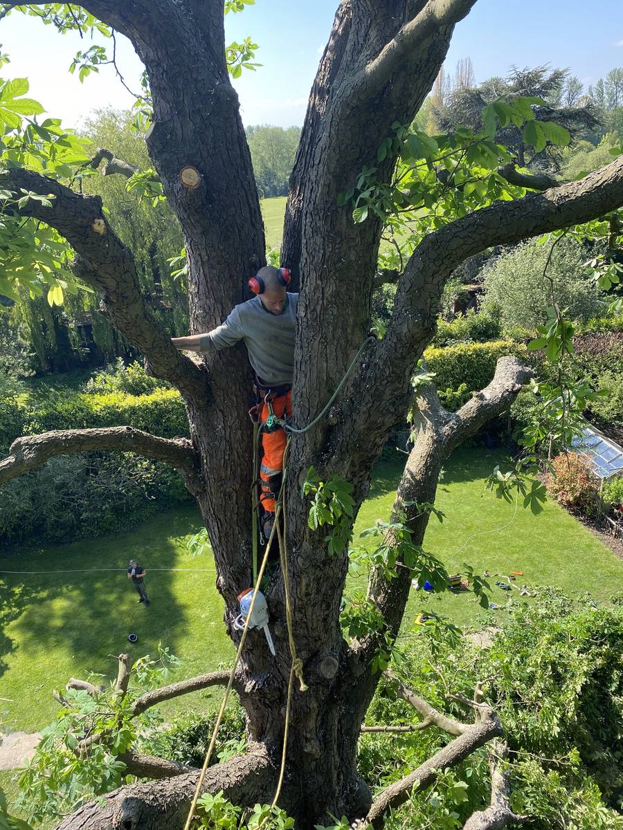 Climber roped into a large tree taking limbs off in sections
