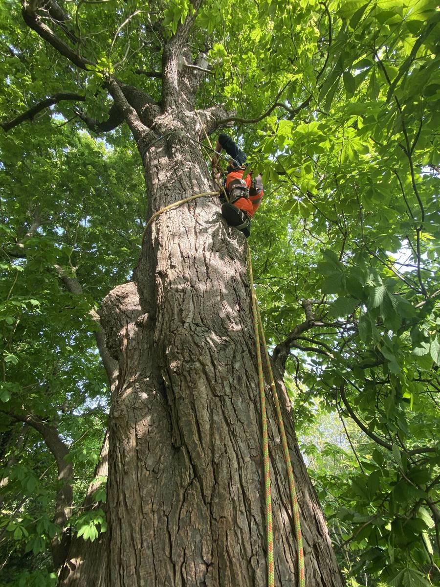 Arborist working up a large ivy-clad trunk with a chainsaw on his harness