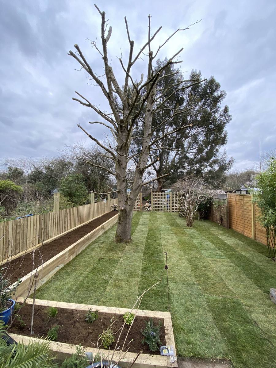 Large dead tree standing in a mown garden between fences
