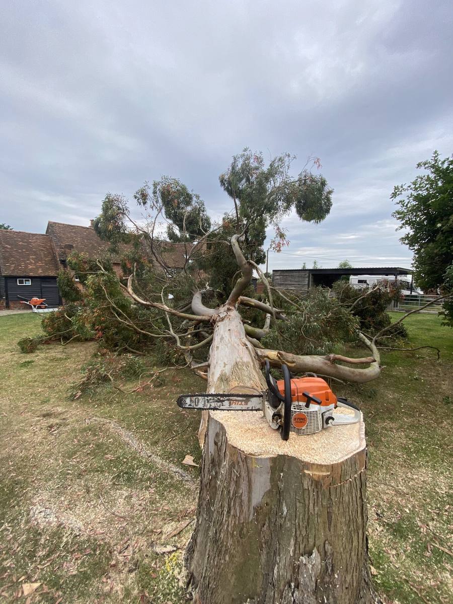 Freshly felled tree with the stump cut clean and a chainsaw resting on it