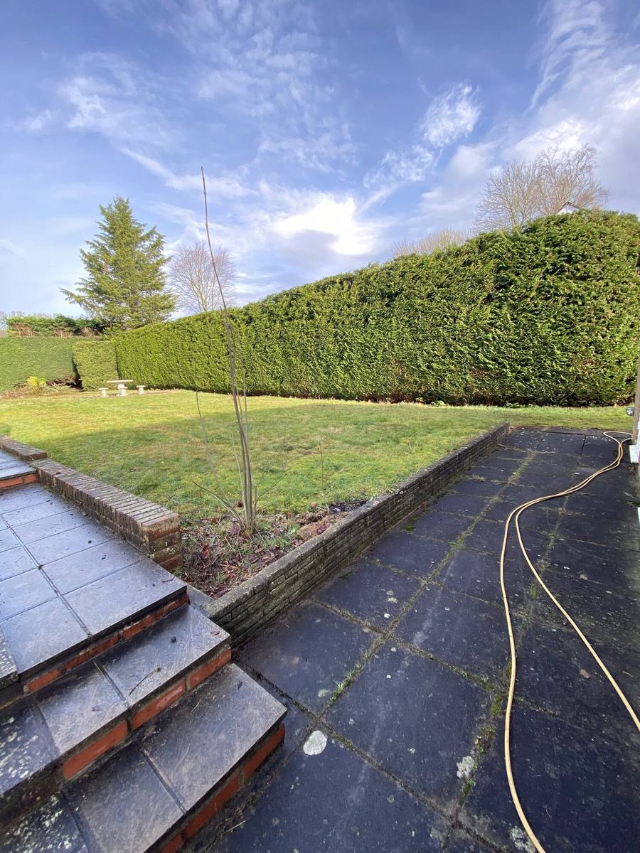 Long garden hedge cut level and squared along its full length