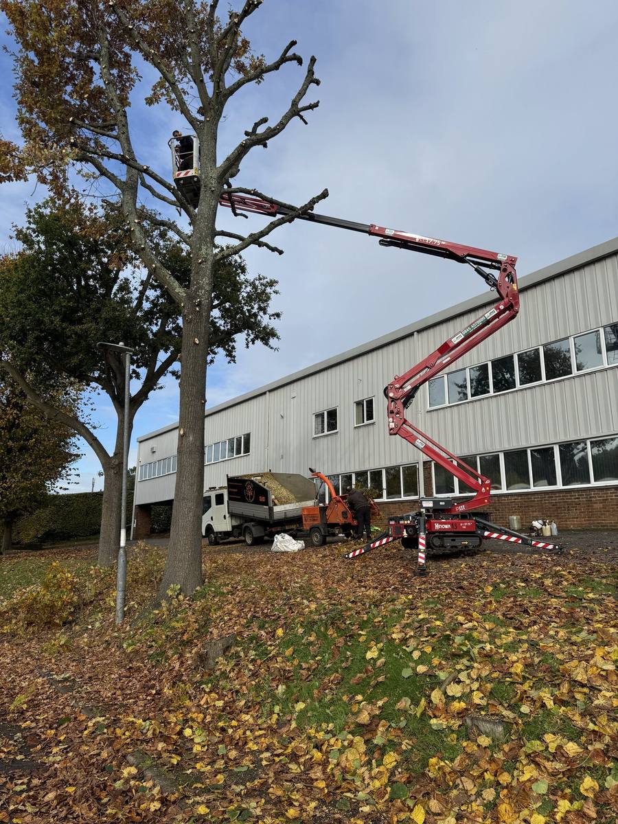 Arborist working from a cherry picker reducing the crown of a large tree