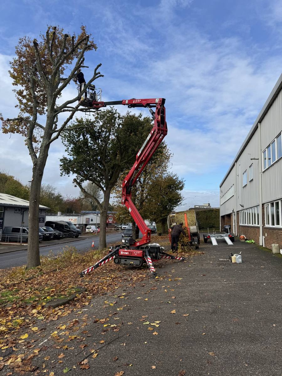 Tracked cherry picker set up under a large roadside tree