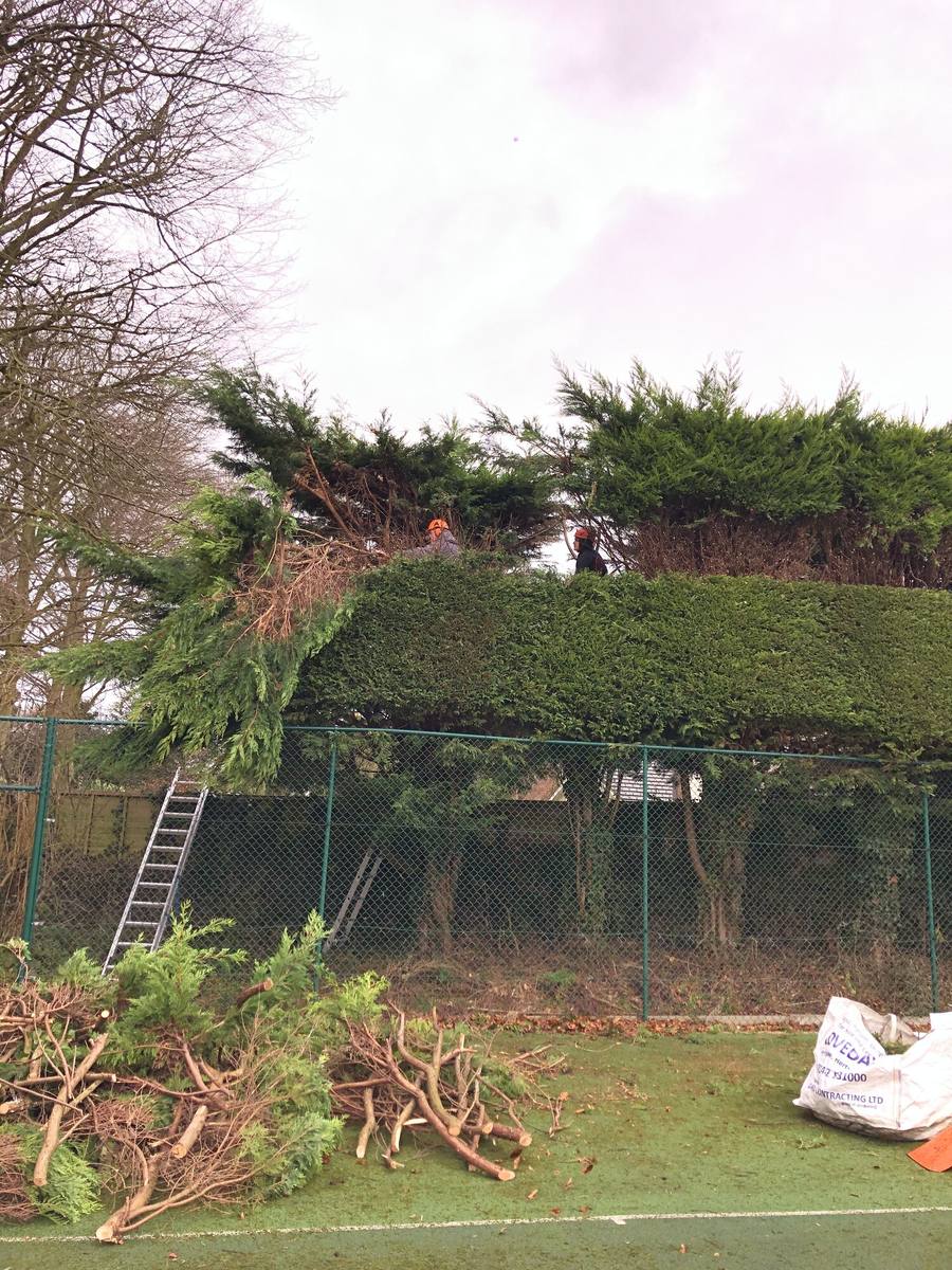 Large overgrown conifer hedge part-cut with cut material stacked below