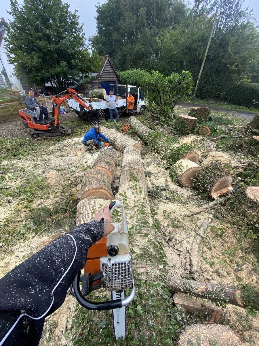 Large tree sectioned into rings and stacked with a chainsaw in the foreground